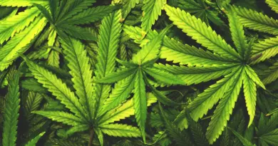 Don’t toss cannabis leaves. Scientists just found rare compounds inside