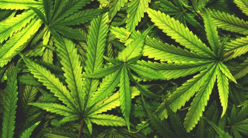 Don’t toss cannabis leaves. Scientists just found rare compounds inside