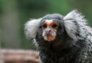 Douze ouistitis portés disparus suite à une intrusion dans le centre de primatologie de l'Université de Strasbourg - ici