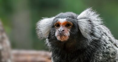 Douze ouistitis portés disparus suite à une intrusion dans le centre de primatologie de l'Université de Strasbourg - ici