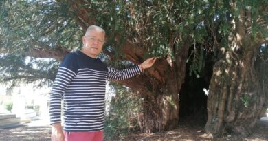 Doyen de la Normandie, l'if millénaire d'Estry va mal : "Nous devons le préserver"