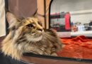 EN IMAGES - 190 chats exposés pour un salon et un concours de beauté ce week-end en Charente-Maritime  - ici