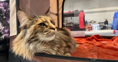 EN IMAGES - 190 chats exposés pour un salon et un concours de beauté ce week-end en Charente-Maritime  - ici