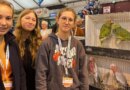 EN IMAGES. La plus grande foire aux oiseaux de France, c’est à Pontivy, paradis de la gent ailée