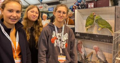 EN IMAGES. La plus grande foire aux oiseaux de France, c’est à Pontivy, paradis de la gent ailée