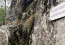 EN IMAGES - Vallée de Munster : un chemin de randonnée du GR 531 rouvre grâce aux bénévoles du Club vosgien  - ici