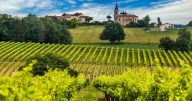 En Bourgogne, une forêt créée de toutes pièces pour protéger la vigne du réchauffement - RTBF Actus