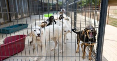 En Corse, le refuge de Furiani, dernier espoir pour les animaux abandonnés