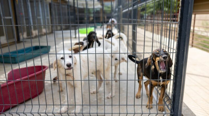 En Corse, le refuge de Furiani, dernier espoir pour les animaux abandonnés
