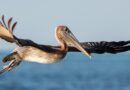 En Guadeloupe, le nombre d'oiseaux tropicaux en chute libre