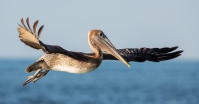 En Guadeloupe, le nombre d'oiseaux tropicaux en chute libre