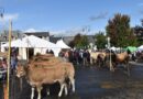 En bref en Lozère : forum des associations, fêtes de Sauveterre, et marché de producteurs