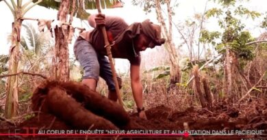 Enquête sur l’agriculture kanak, l’arrivée d’Algériens racontée aux collégiens… Le JT de Caledonia du 10 septembre