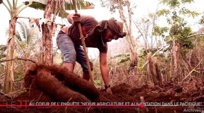 Enquête sur l’agriculture kanak, l’arrivée d’Algériens racontée aux collégiens… Le JT de Caledonia du 10 septembre