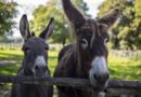 Épuisée, elle doit mettre en vente sa ferme pédagogique près de Nevers : "j'ai mis beaucoup de temps à accepter cette idée"