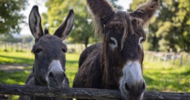 Épuisée, elle doit mettre en vente sa ferme pédagogique près de Nevers : "j'ai mis beaucoup de temps à accepter cette idée"