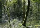 Equilibre agro-sylvo-cynégétique sur les forêts bisontines - Besançon