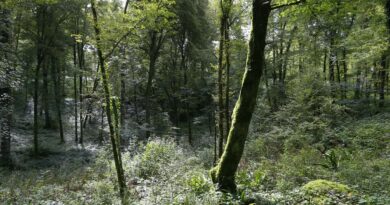 Equilibre agro-sylvo-cynégétique sur les forêts bisontines - Besançon