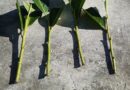 Et si on bouturait nos plantes - ici