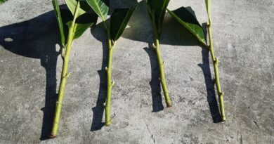 Et si on bouturait nos plantes - ici