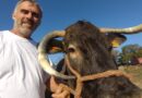Événement "Élevages et Terroirs" à Villeneuve-de-Marsan : l'éleveur Joël Sillac en chef d’orchestre - ici