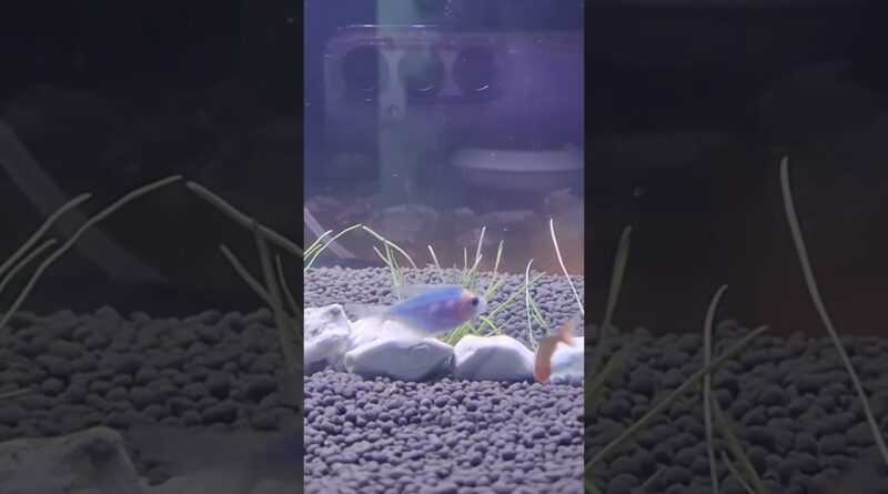 FISH
