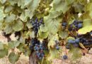 Floressas : Vendanges gustatives à Château Chambert le 20 septembre 2025 