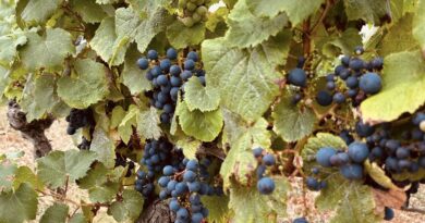 Floressas : Vendanges gustatives à Château Chambert le 20 septembre 2025 