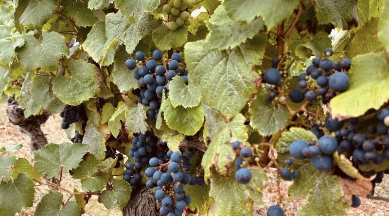 Floressas : Vendanges gustatives à Château Chambert le 20 septembre 2025 