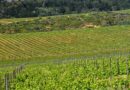 Occitanie, Toulouse, Montpellier, landscape, sea, mountain, vineyard, canal