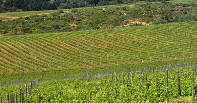 Occitanie, Toulouse, Montpellier, landscape, sea, mountain, vineyard, canal