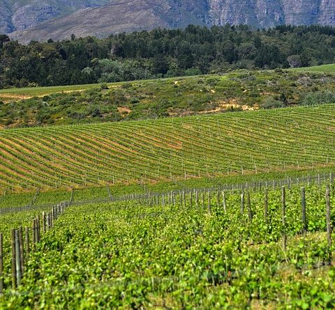 Occitanie, Toulouse, Montpellier, landscape, sea, mountain, vineyard, canal