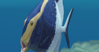 Fossil fish sheds new light on extra teeth evolution to devour prey