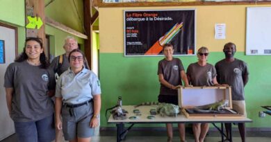 Guadeloupe : une armée de chiens renifleurs pour sauver l'iguane endémique de l'invasion