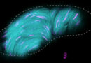 Here’s how fruit flies' giant sperm squeeze into tight spaces