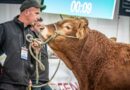 ICI Limousin vous invite aux journées Limousines du 18 au 20 octobre 2025. - ici