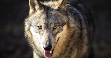 Il y a 30 ans, la "Bête du val Ferret" lançait le débat du retour du loup