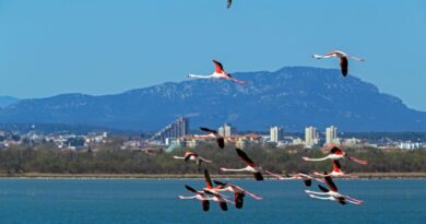 "Ils ne vieillissent pas au même rythme" : pourquoi les flamants roses ont peut-être trouvé le secret d'une jeunesse presque éternelle
