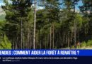 Incendies: comment aider la forêt à renaître?