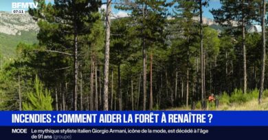 Incendies: comment aider la forêt à renaître?