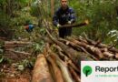 Incendies : pourquoi l'eucalyptus est au centre des tensions en Espagne
