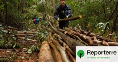Incendies : pourquoi l'eucalyptus est au centre des tensions en Espagne