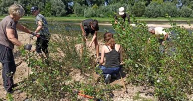 Jeudi 4 septembre, tous au chantier nature pour préserver les sternes ! - ici