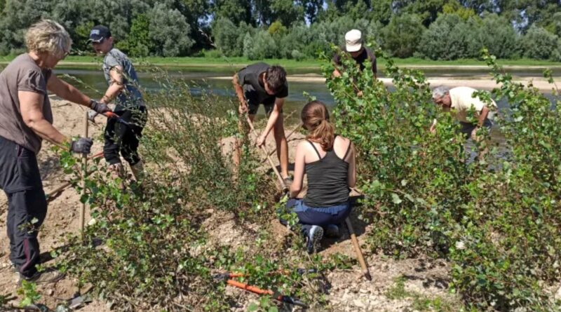 Jeudi 4 septembre, tous au chantier nature pour préserver les sternes ! - ici