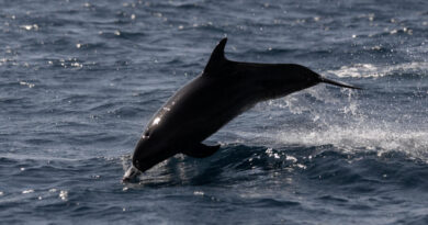 Journal d'Haïti et des Amériques - Amazonie : comment sauver les dauphins roses et gris