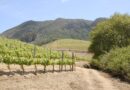 Occitanie, Toulouse, Montpellier, landscape, sea, mountain, vineyard, canal
