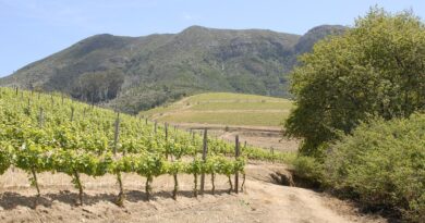 Occitanie, Toulouse, Montpellier, landscape, sea, mountain, vineyard, canal