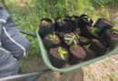 L’Assofwi distribue des plants certifiés bio pour développer l’agroforesterie en Guadeloupe