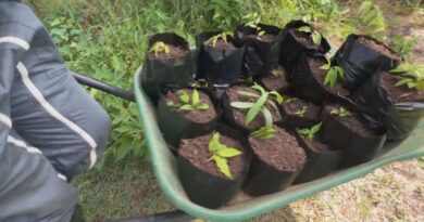 L’Assofwi distribue des plants certifiés bio pour développer l’agroforesterie en Guadeloupe