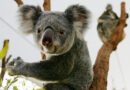 L’Australie veut multiplier les zones refuges pour sauver les koalas